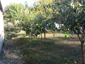 Velja Paprat bb, Danilovgrad