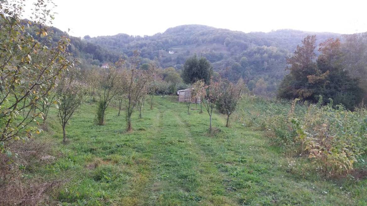 067813870, Bijelo Polje