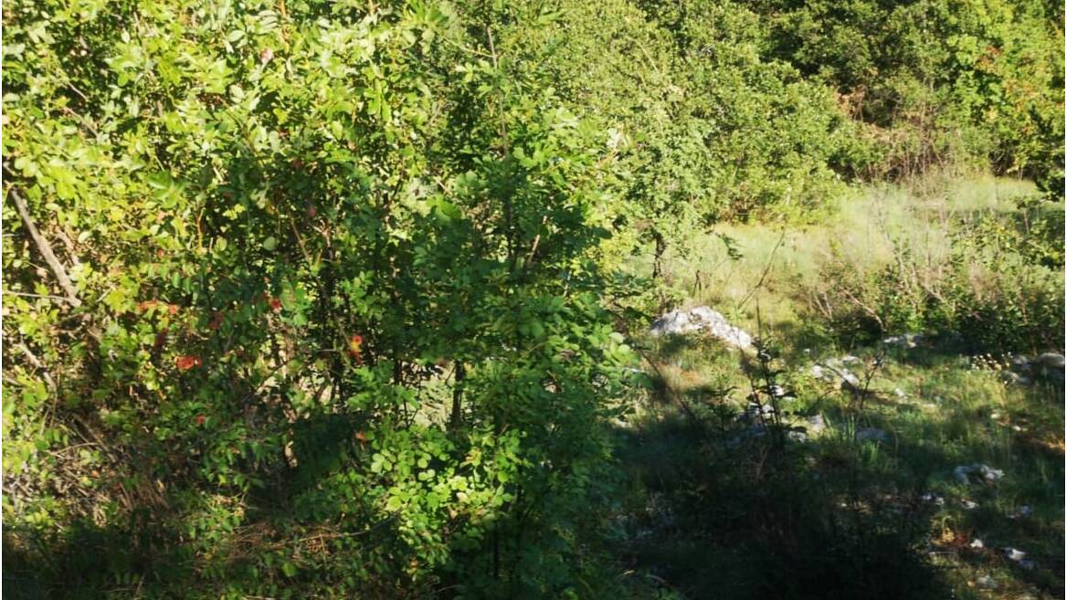 Rogami, Djurkovići, Podgorica