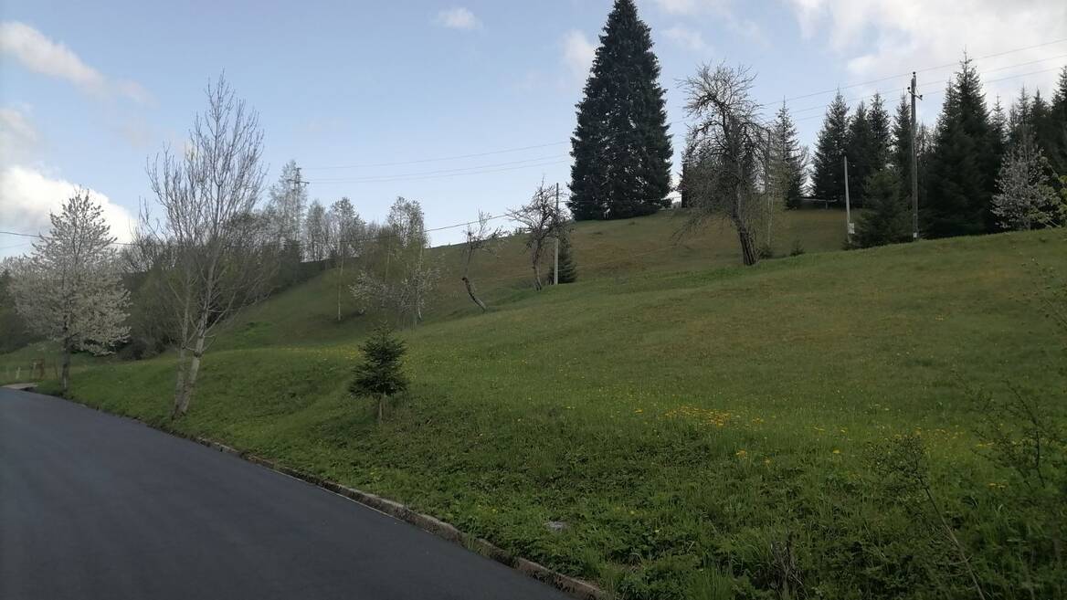 Bare Kraljske, Kolašin