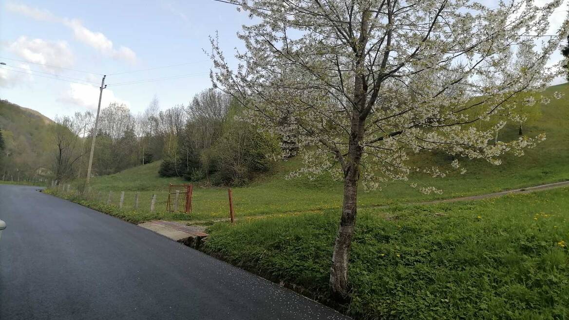 Bare Kraljske, Kolašin