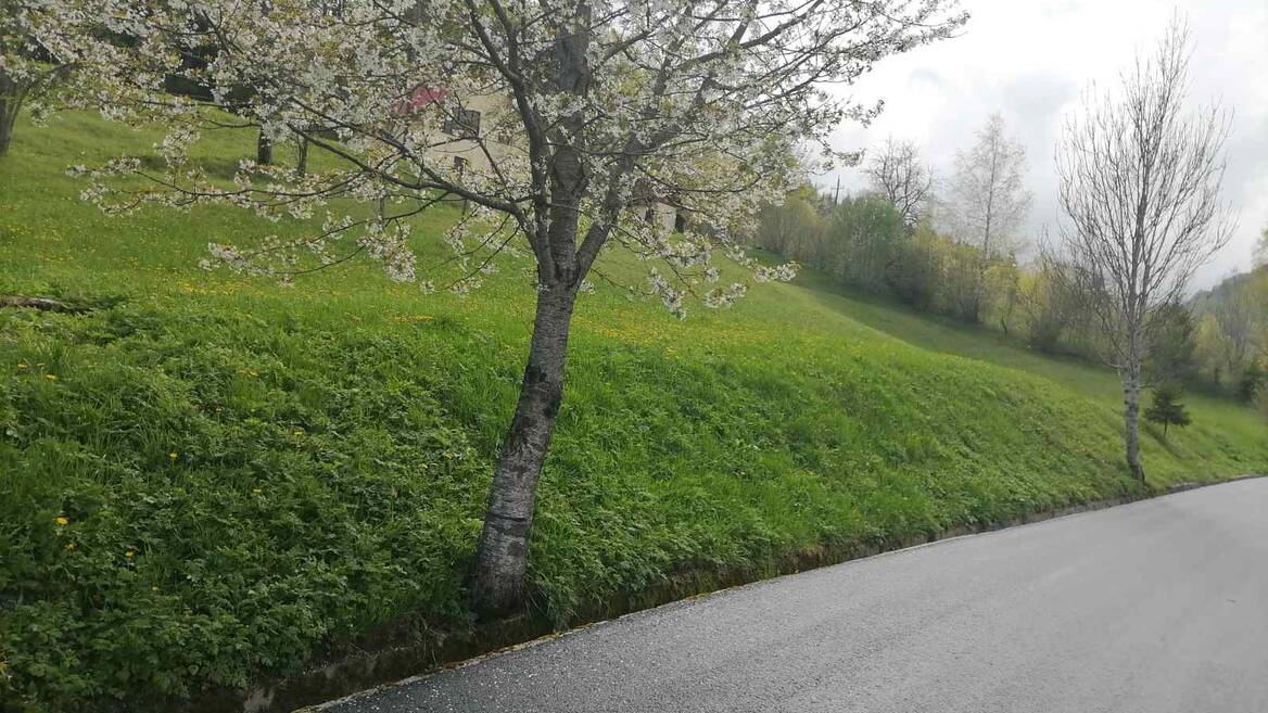 Bare Kraljske, Kolašin