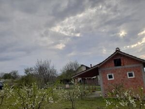 Sume, Topola