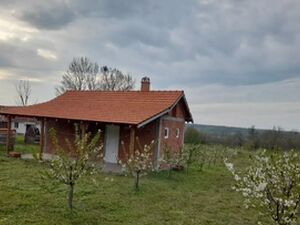 Sume, Topola