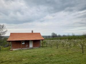Sume, Topola