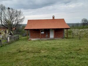 Sume, Topola