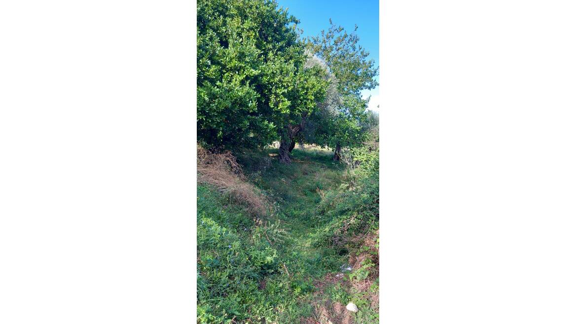 Bartula, Bar