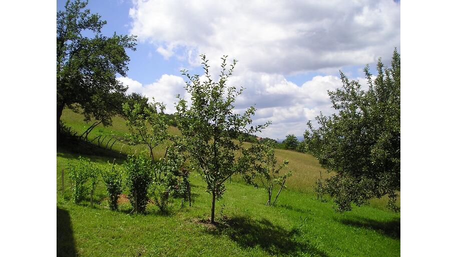 Musvete, Čajetina