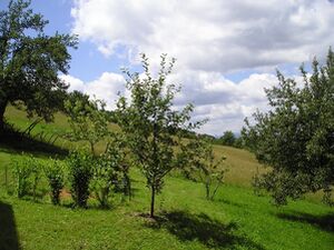 Musvete, Čajetina
