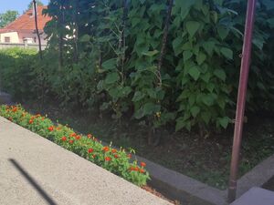 Humci bb, Cetinje