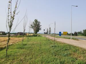 sremska mitrovica, Sremska Mitrovica