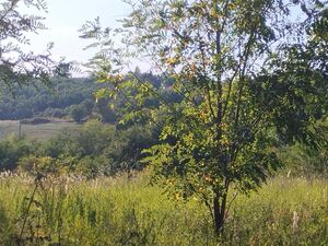 Vrcin, Beograd