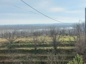 Belegis, Stara Pazova