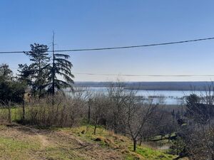 Belegis, Stara Pazova