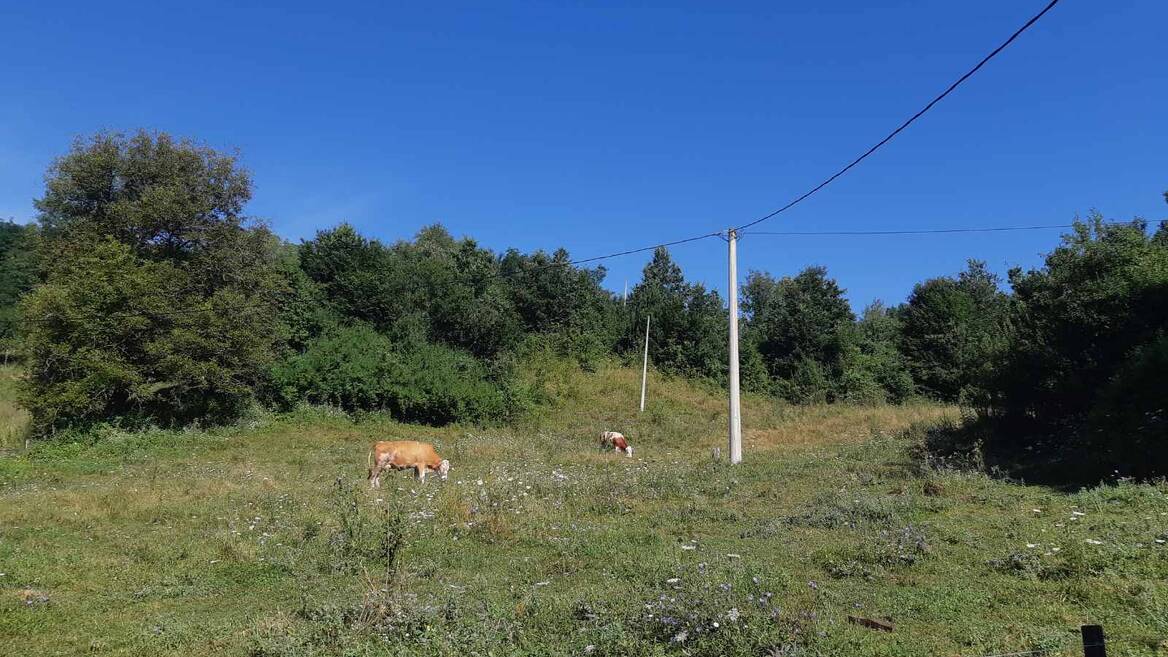 Zivica, Lučani