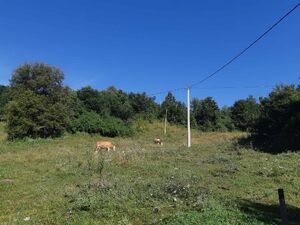 Zivica, Lučani