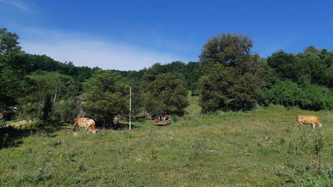 Zivica, Lučani