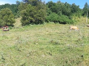 Zivica, Lučani